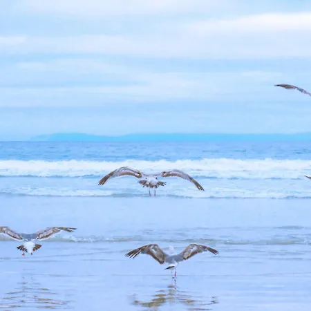 Zilt - Aan Zee * جوليانادورب